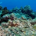 crocodilefish_flathead_cc_h_0705_png1708.jpg